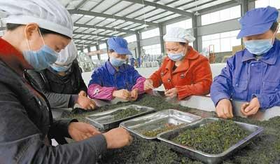 新羌寨跳起歡樂的鍋莊