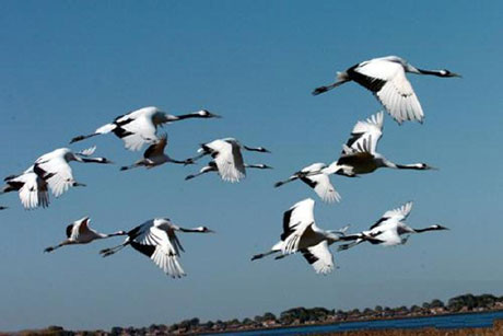 水禽樂園——扎龍自然保護(hù)區(qū)[圖]