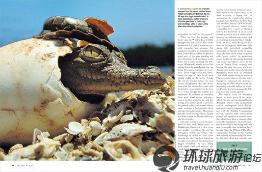 揭美國(guó)核電站鱷魚(yú)成群之謎