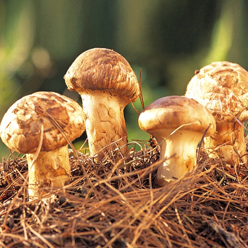 哈爾濱香格里拉大酒店九月上品精選