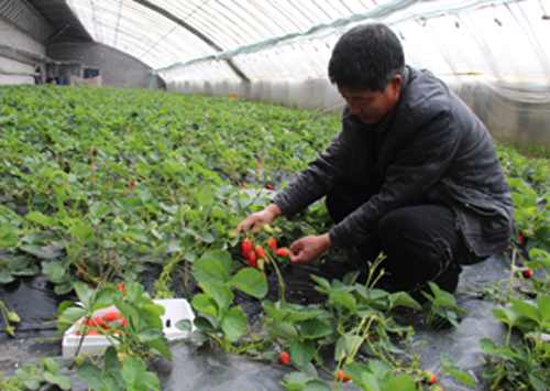 敦化市江南鎮(zhèn)大力扶持村民建溫室大棚種植反季節(jié)蔬菜