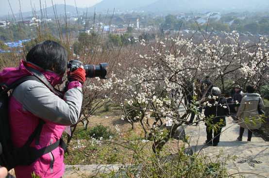 第十八屆蘇州太湖梅花節(jié)在香雪海景區(qū)拉開帷幕