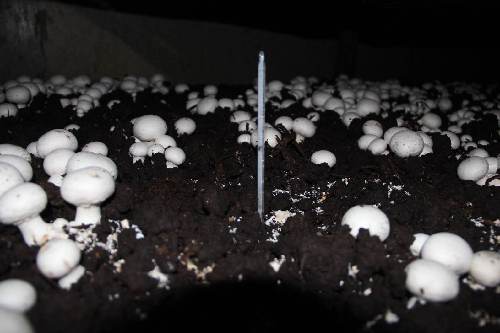 食用菌大棚會(huì)發(fā)電——山東力諾鄒城20兆瓦光伏大棚項(xiàng)目啟動(dòng)