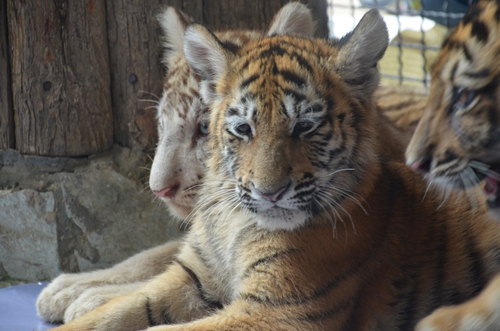 老虎王國(guó)“愛心志愿者”報(bào)名火爆 野生動(dòng)物園再增3個(gè)名額
