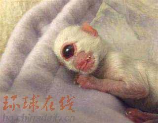 動(dòng)物新聞：莫斯科熊“報(bào)春”20年 “獨(dú)眼貓”進(jìn)博物館