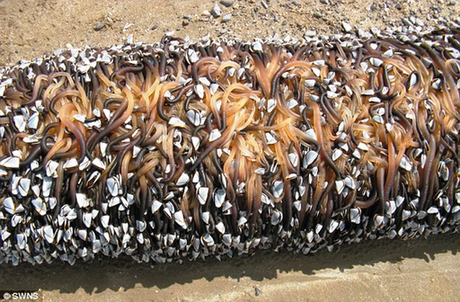 英國(guó)海灘驚現(xiàn)神秘“海怪” 原是數(shù)千藤壺攀爬浮木