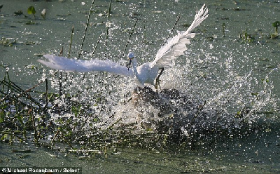錯把鱷魚當(dāng)石頭 白鷺捕魚反“被捕”