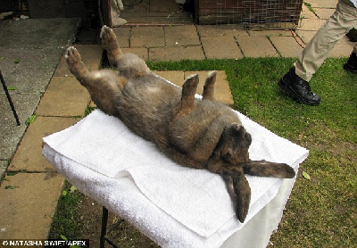 英老者能用“兔語”為兔子催眠 服務(wù)熱線被打爆