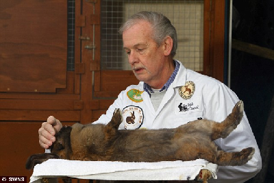 英老者能用“兔語”為兔子催眠 服務(wù)熱線被打爆