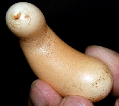 組圖：全球最雷人雞蛋、英雄母雞和泡泡海豚