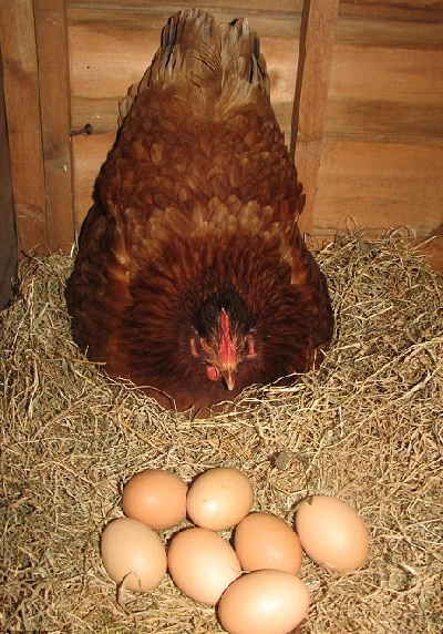 組圖：全球最雷人雞蛋、英雄母雞和泡泡海豚