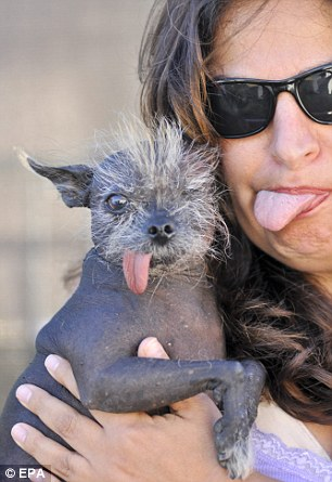 “世界最丑狗”出爐 近親繁殖險遭人道毀滅