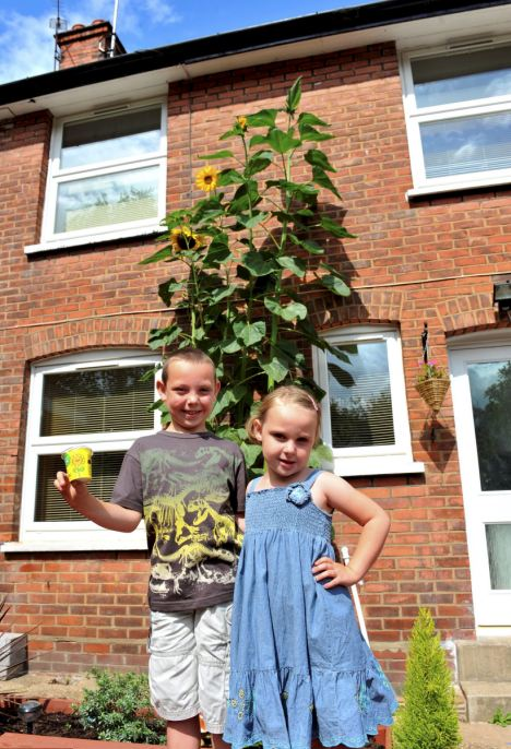 高溫促英國向日葵瘋長 逼近兩個(gè)姚明高欲破紀(jì)錄