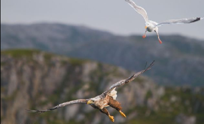 小海鷗勇阻老鷹捕魚 英攝影師拍到雙鳥爭食精彩場景