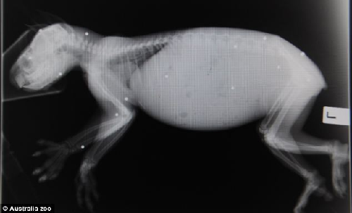 澳大利亞小考拉遭槍擊身中15彈 生命危在旦夕