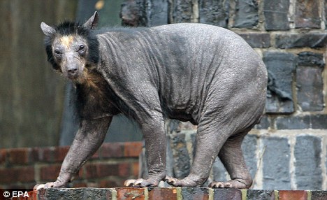 德國動物園中一頭熊全身毛掉光成“裸體熊”