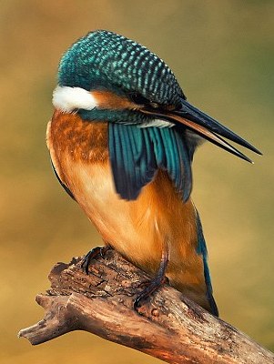 猶伸翅膀半遮面 小小翠鳥也會害羞？