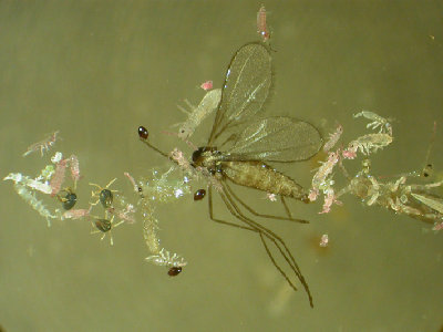 動(dòng)物照片拍案驚奇：螞蟻銜重物、烏鴉釣美食