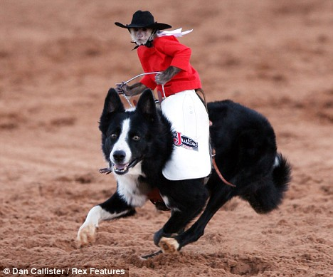 卷尾猴“牛仔”馳騁得州草原 成網(wǎng)絡(luò)紅星引粉絲一片