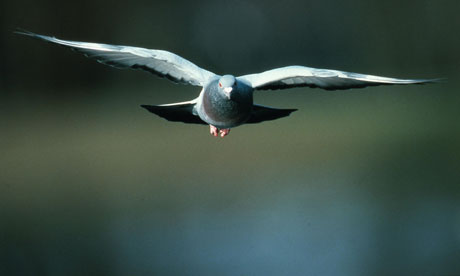 那些“不靠譜發(fā)明”：鴿子導(dǎo)彈、水泥家具、逃生棺材