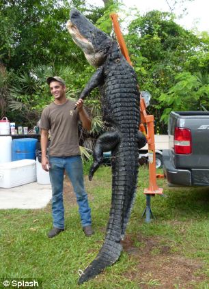 美國瘦弱少年用一根釣魚線捕獲3.6米長逾700斤鱷魚