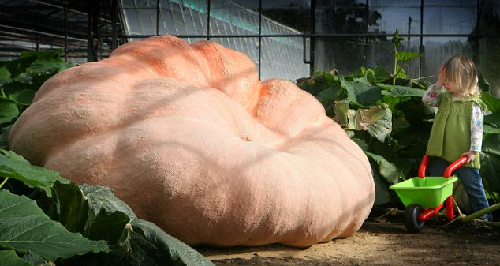 英國(guó)超級(jí)南瓜749公斤賽過(guò)汽車 仍在生長(zhǎng)有望破世界紀(jì)錄