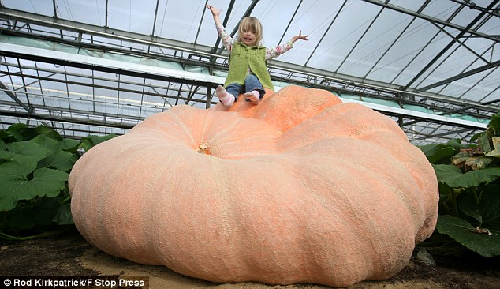 英國(guó)超級(jí)南瓜749公斤賽過(guò)汽車(chē) 仍在生長(zhǎng)有望破世界紀(jì)錄