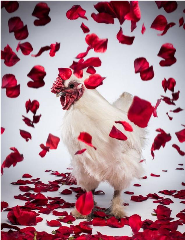 圖:為提高產(chǎn)蛋質(zhì)量 英公司打造世界首款公雞掛歷