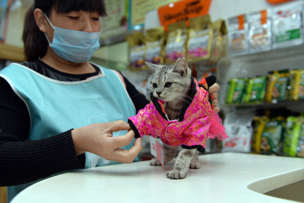 貓經(jīng)濟(jì)興起 今天你“吸貓”了嗎？