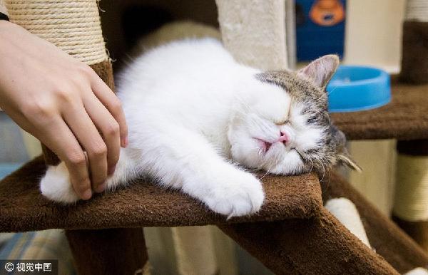 貓經(jīng)濟(jì)興起 今天你“吸貓”了嗎？