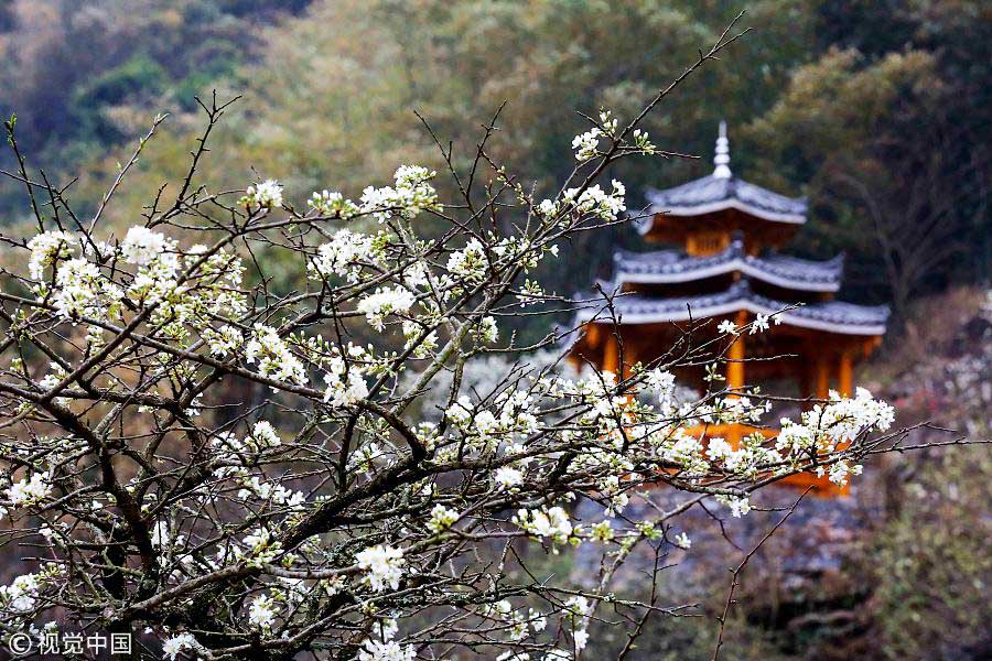 踏青季：春天盛開的9種鮮花 哪一種最美？（組圖）