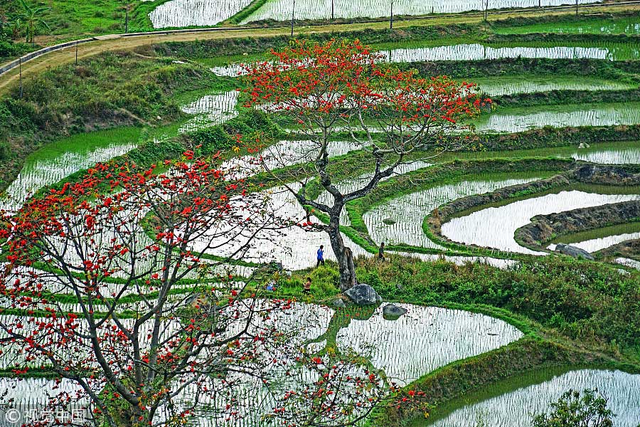 踏青季：春天盛開(kāi)的9種鮮花 哪一種最美？（組圖）