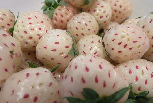 我不想看書！因?yàn)槲矣?#8220;密集恐懼癥”！