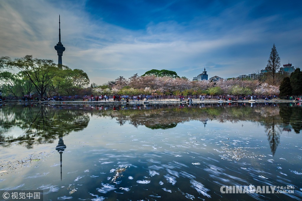 三月粉色櫻花季 國內(nèi)賞櫻勝地滿足你的少女心（組圖）