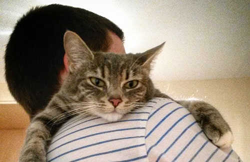 論貓奴的自我修養(yǎng)：正確吸貓指南，教你博得主子歡心