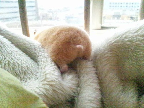 日本掀起倉鼠屁股風(fēng)潮 “倉屁”寫真熱賣