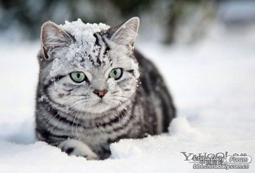 雪中的可愛小動(dòng)物