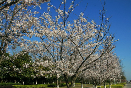 Cherry blossoms in full bloom in NETDA
