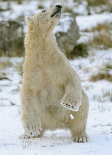 Polar bear frolicks in snow