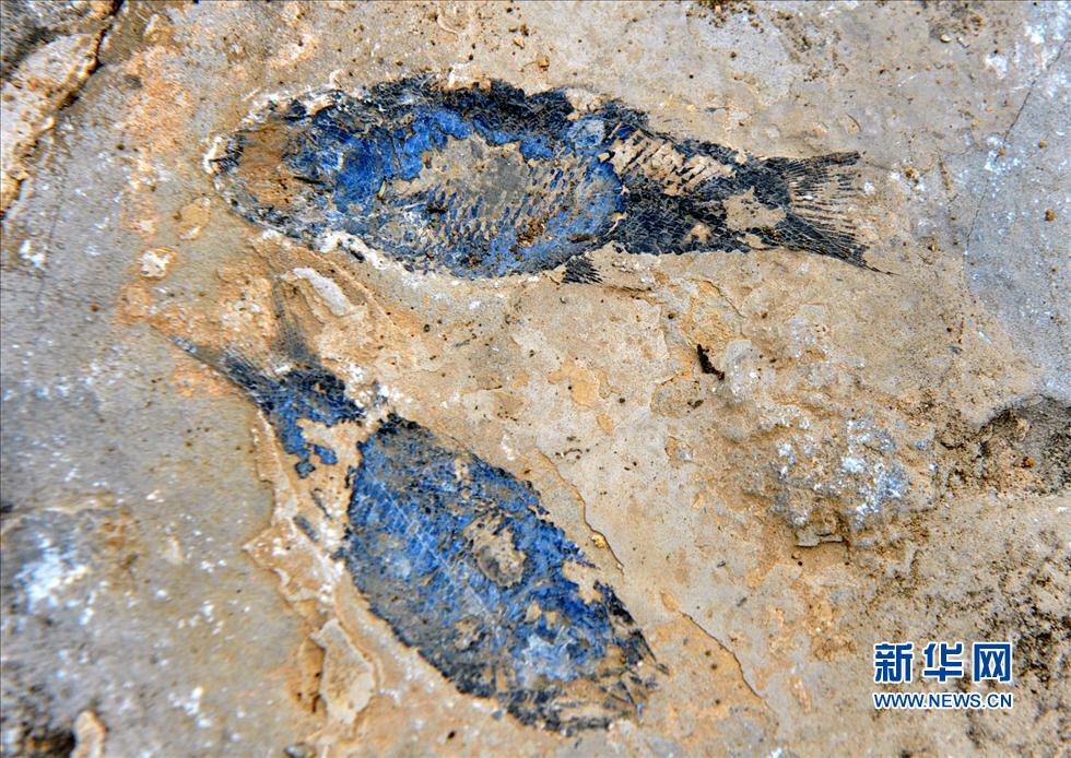 走近“羅平生物群” 距今約2.38億年至2.39億年(圖)