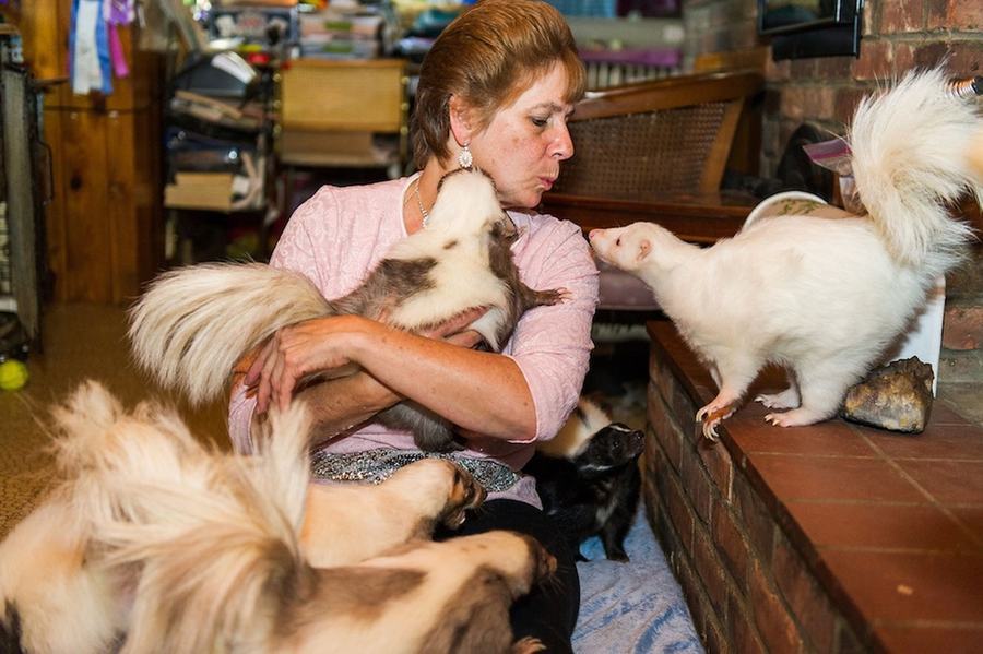 情有獨(dú)鐘！美婦女飼養(yǎng)50只臭鼬當(dāng)寵物(組圖)