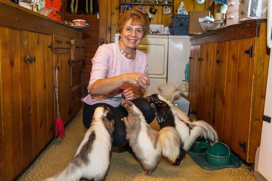 情有獨鐘！美婦女飼養(yǎng)50只臭鼬當(dāng)寵物(組圖)