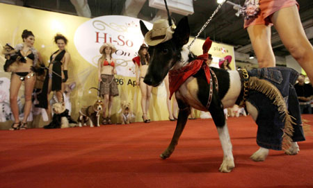 Dog fashion show in Bangkok